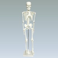 скелет человека, модель