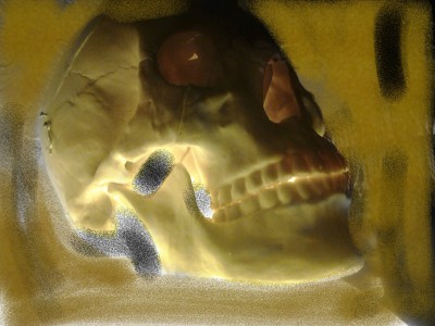 череп, человек, биолония